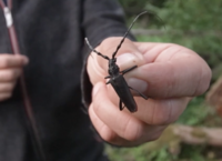 Skalbagge longhorn in hand