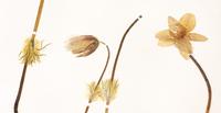 Botanical sample