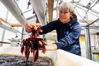 Gunilla Toth håller i algen Dulse