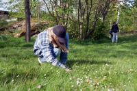 Human searching grass for specimens