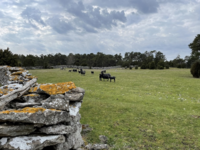 Vid gården Dämba på Fårö är det gotländska pälsfår som står i centrum för brukandet.