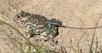 Frog in sand