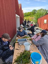 Volenteers around a table with seagrass