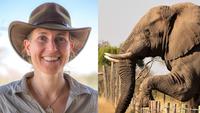 Dr Kate Evans and elephants walking over fence