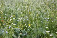 Multispecies meadow
