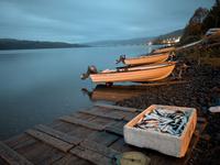 fiskebåtar och fångst av siklöja - långåsild, Norge