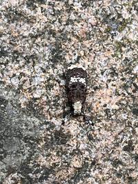 Weevil on lichen