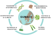 GUMACC logotyp 