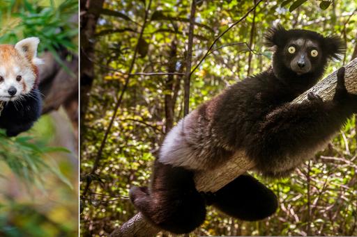 Den röda pandan och den största levande lemuren. Mathias Appel och Pierre-Yves Babelon/Aarhus University