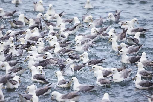 Fulmar birds in iceland