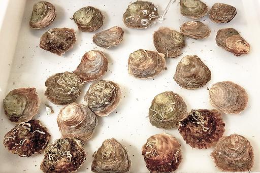 European oyster