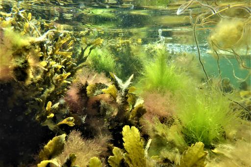Seaweeds on the Swedish westcoast