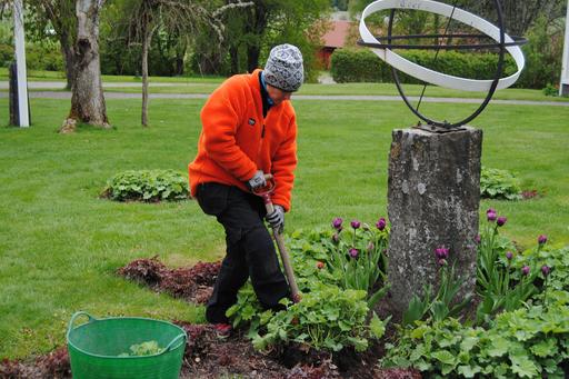 Bilden visar en trädgårdsmästare som delar perenner i en rabatt.