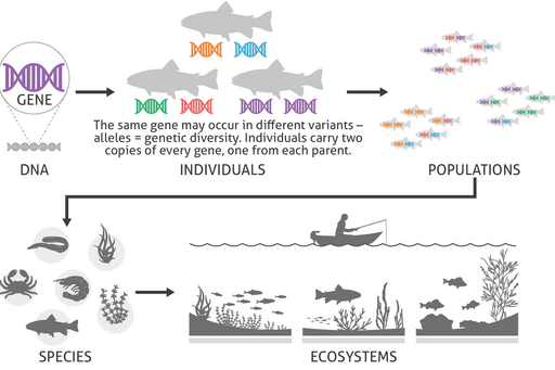 Illustration of biological diversity
