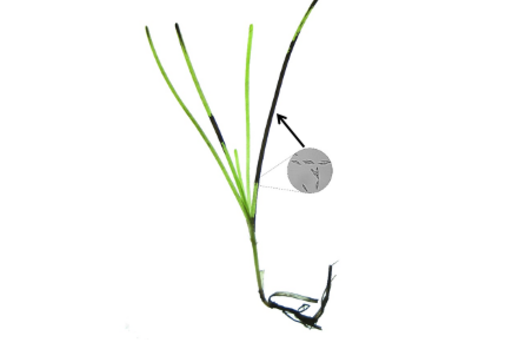 infected eelgrass