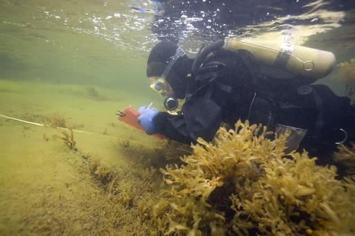 Diver in seaweed