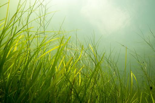 Photo of an eelgras meadow.