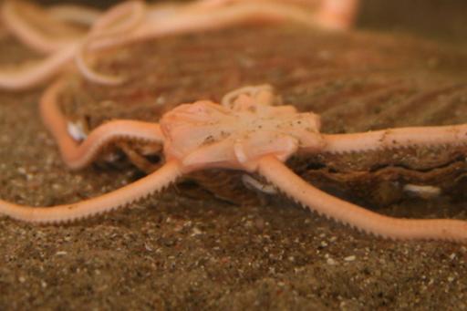 A brittle star in aquarium