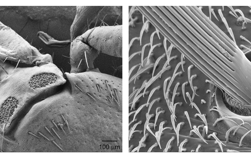Topography imaging