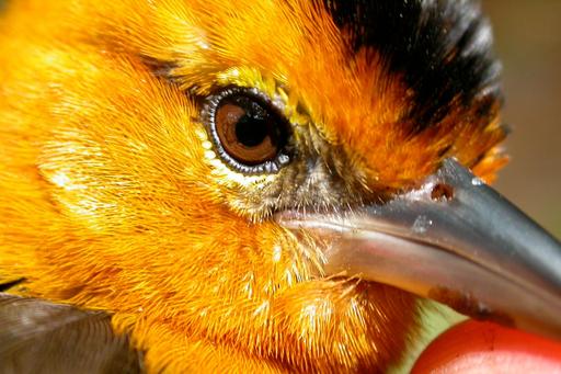 close-up bird