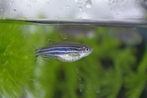 Zebrafish