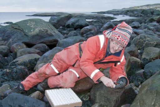 Kerstin Johannesson samlar snäckor på en stenig strand i Bohuslän.