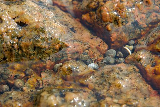 Small periwinkles of the wave snail ecotype in i rocky crevice.