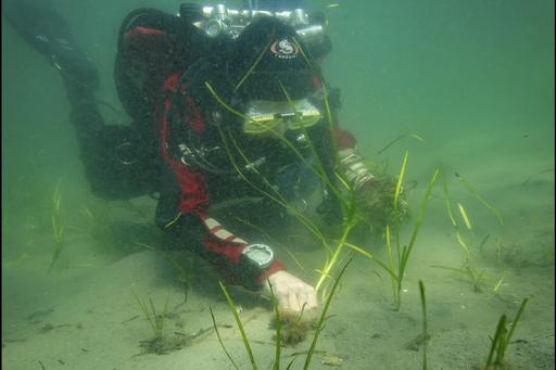 Diver plants eelgrass