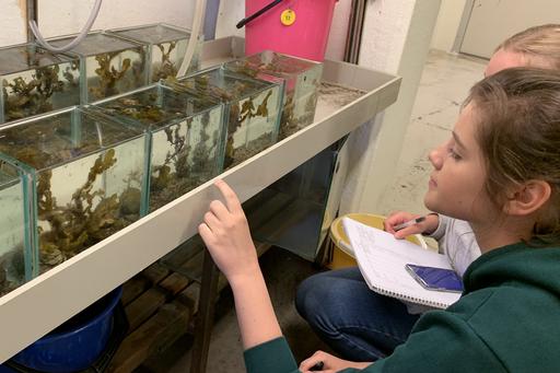 Elever tittar på alger i akvarium. 