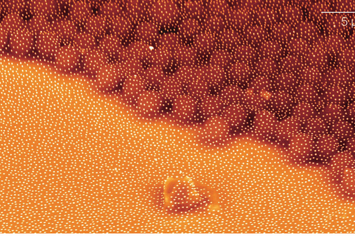 Illustration of a nano-carpet of gold
