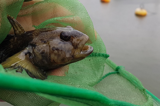 svartmunnad smörbult