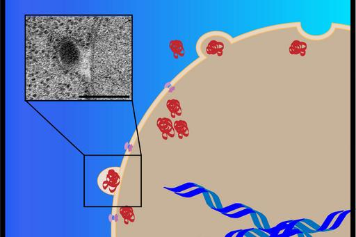 Forskarna har upptäckt en ny väg för cellen att transportera skadat material (rött) mellan cellkärnan (beige) och resten av cell