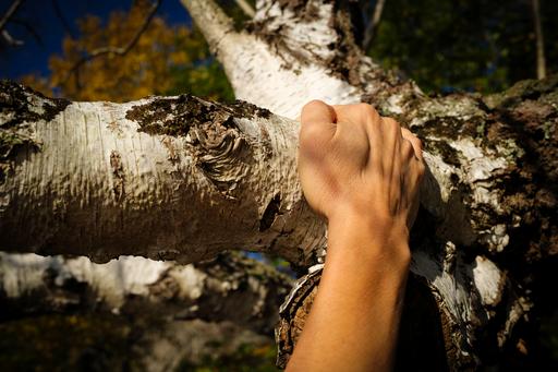 A hand on a birch tree