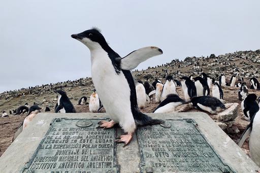 Pingviner vid Antarktis