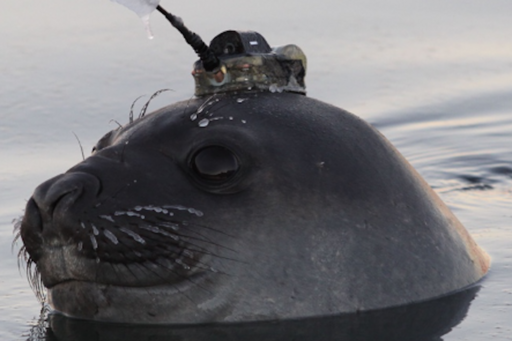 seal with antenna