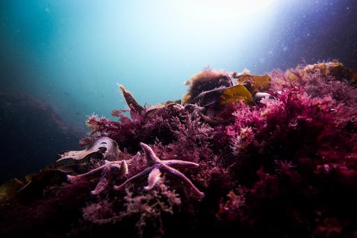Kosterhavets nationalpark bjuder på ett rikt undervattensliv.