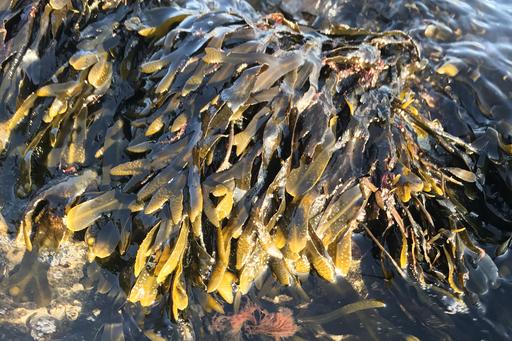 Bladder wrack 