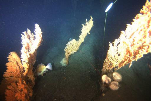 Artificial Reef Monitoring Structure