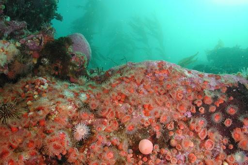 Undervattensbild på korallrev med Corynactis chilensis. 