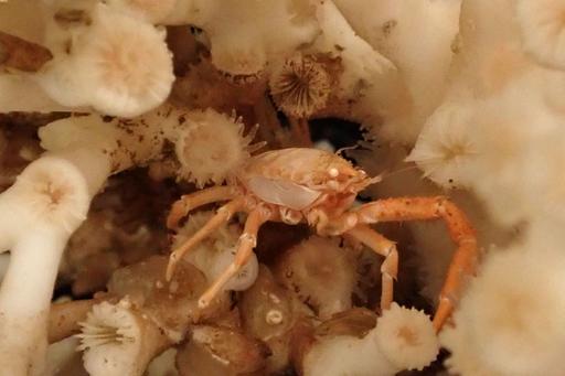 A small squat lobster among the polyps of a coral reef.