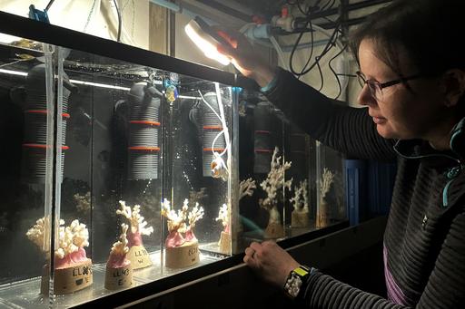 Rhian Waller shines a flashlight into the aquarium with coral lumps.