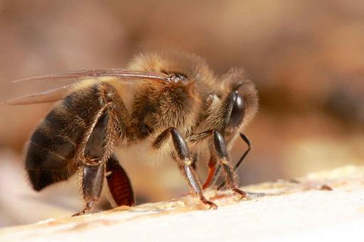 The European dark bee or Nordic brown bee (Apis mellifera mellifera),