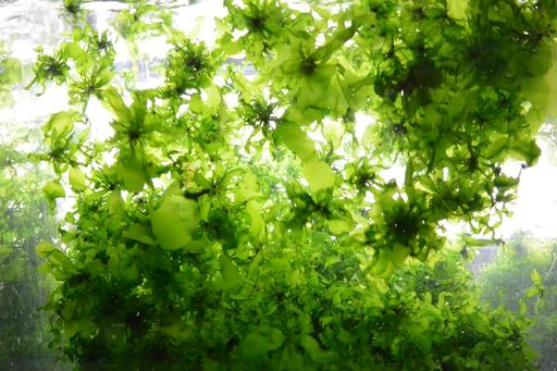 Gröna alger rör sig i vattenströmmen i ett akvarium.