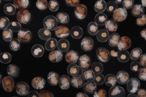 Mikroskopbild på en samling embryon av strandsnäckan.