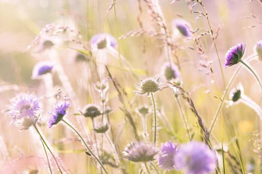 Wild flowers in a meadow