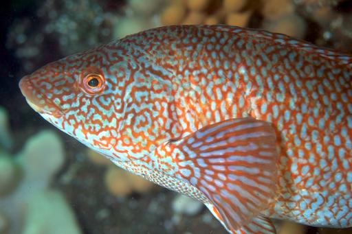 Fisk Labrus bergylta