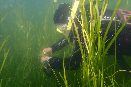 Forskare snorklar bland ålgräs. 