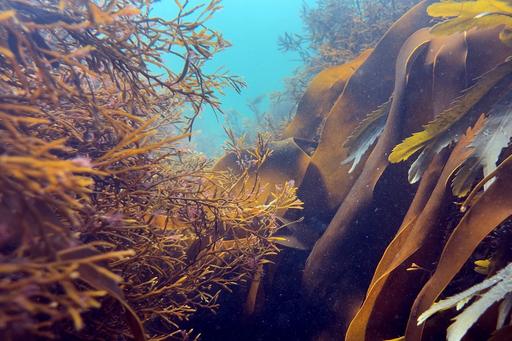 Kelpskog