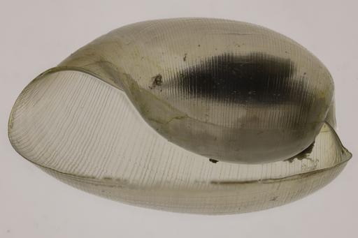 Skalet av en haminella solitaria.