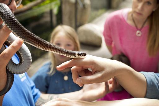 Orm i utbildning på Universeum
